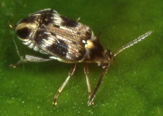 By limbatus - Callosobruchus maculatus female (scanned 35 mm slide)Uploaded by Richard001, CC BY 2.0, https://commons.wikimedia.org/w/index.php?curid=11695685