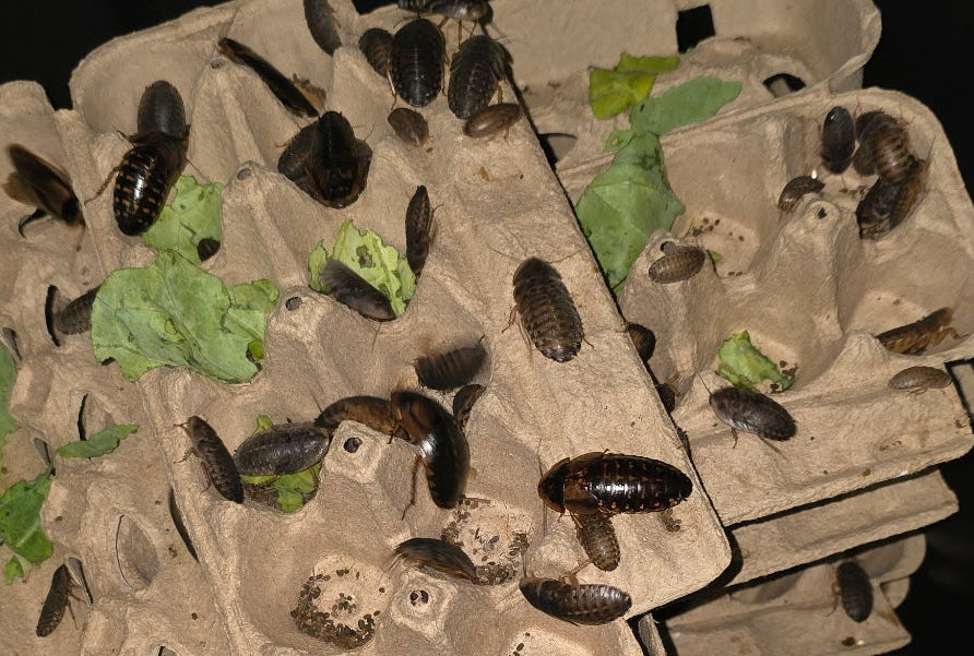 Feeder Insects – Moore & More Bugs