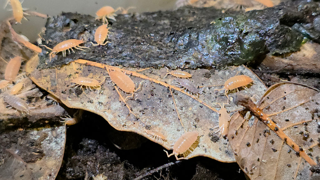 Powder Orange/Blue Mix Isopods (Porcellionides pruinosus)