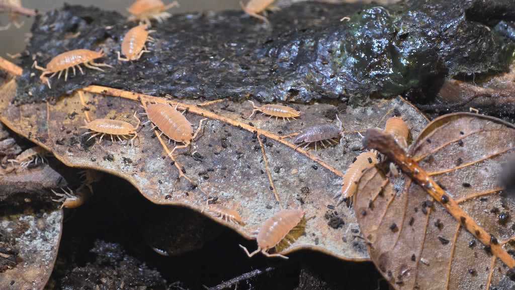 Powder Orange/Blue Mix Isopods (Porcellionides pruinosus)