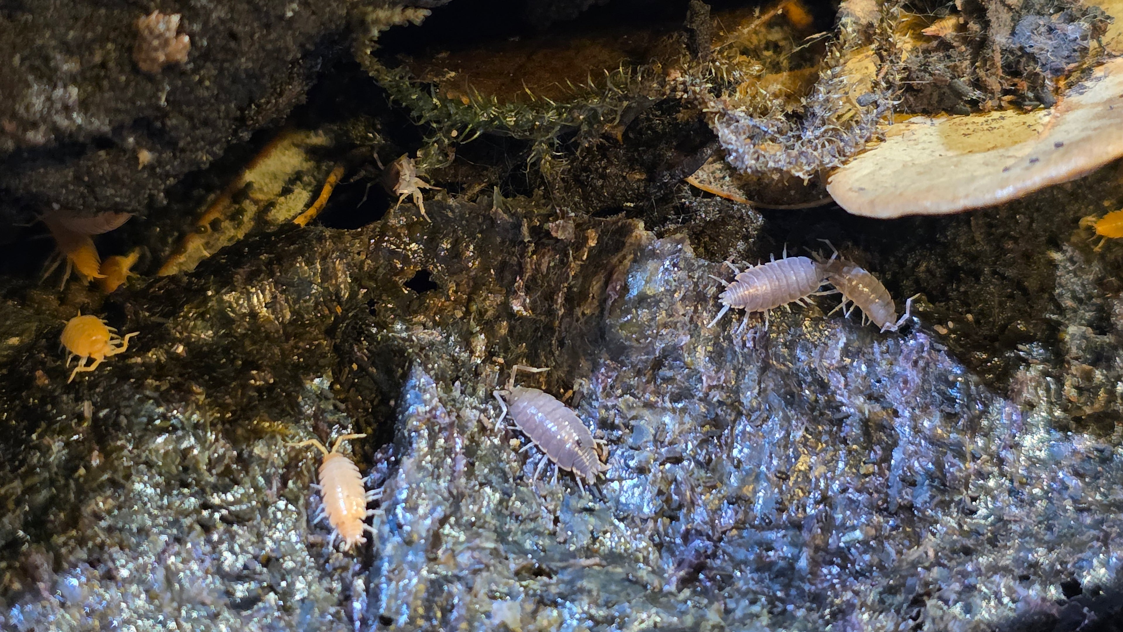 Powder Orange/Blue Mix Isopods (Porcellionides pruinosus)