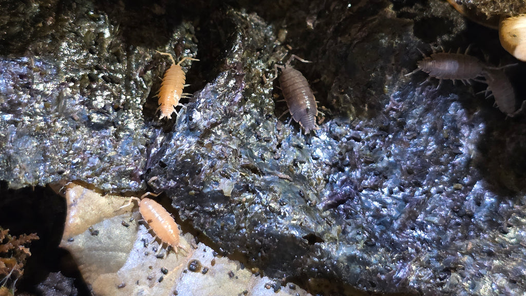Powder Orange/Blue Mix Isopods (Porcellionides pruinosus)