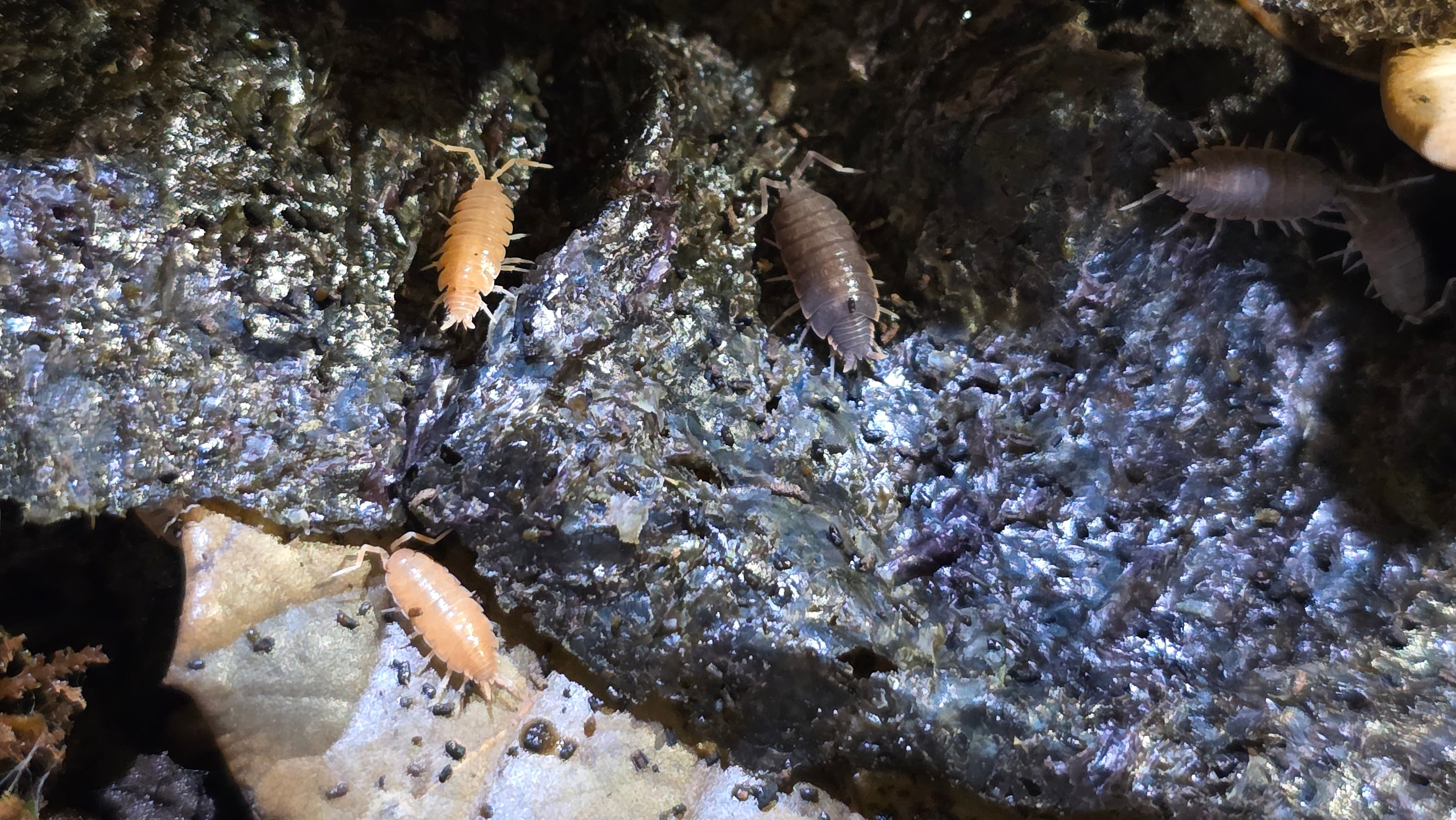 Powder Orange/Blue Mix Isopods (Porcellionides pruinosus)