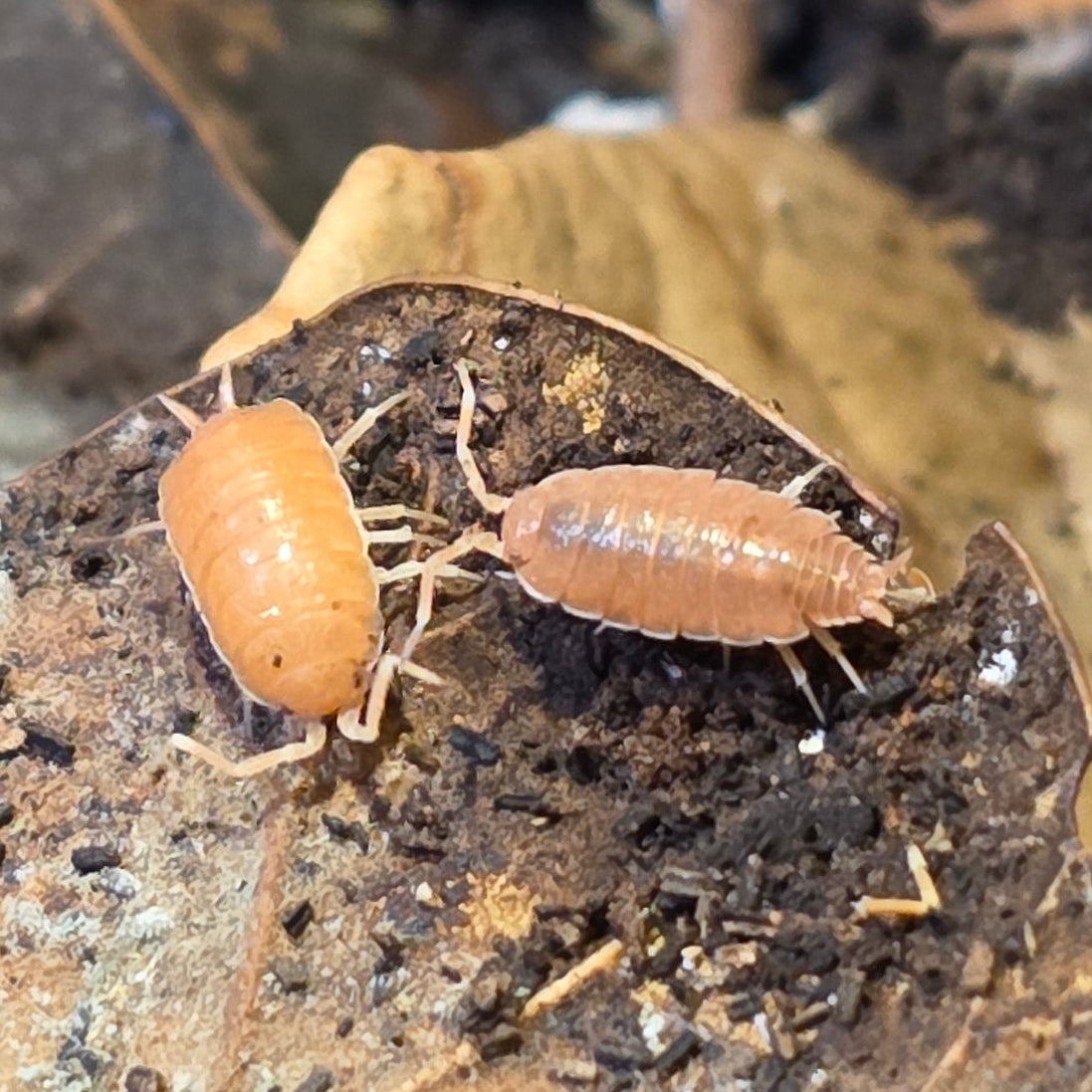 Powder Orange/Blue Mix Isopods (Porcellionides pruinosus)