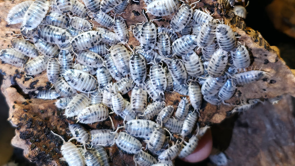 Dairy Cow Isopods (Porcellio laevis)