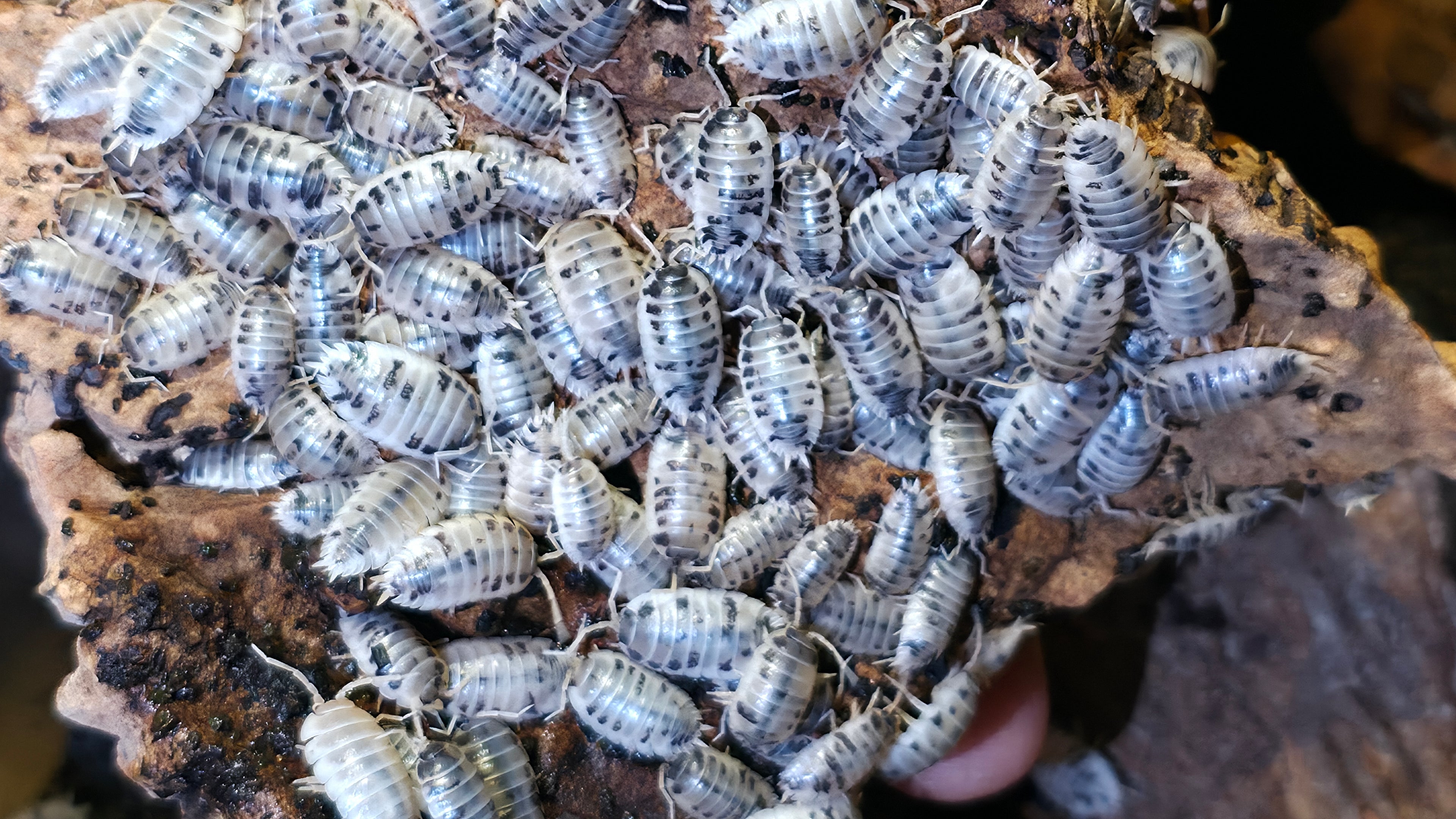 Dairy Cow Isopods (Porcellio laevis)