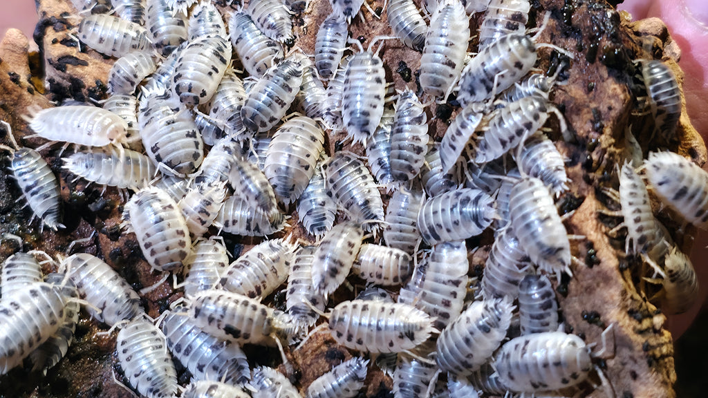 Dairy Cow Isopods (Porcellio laevis)