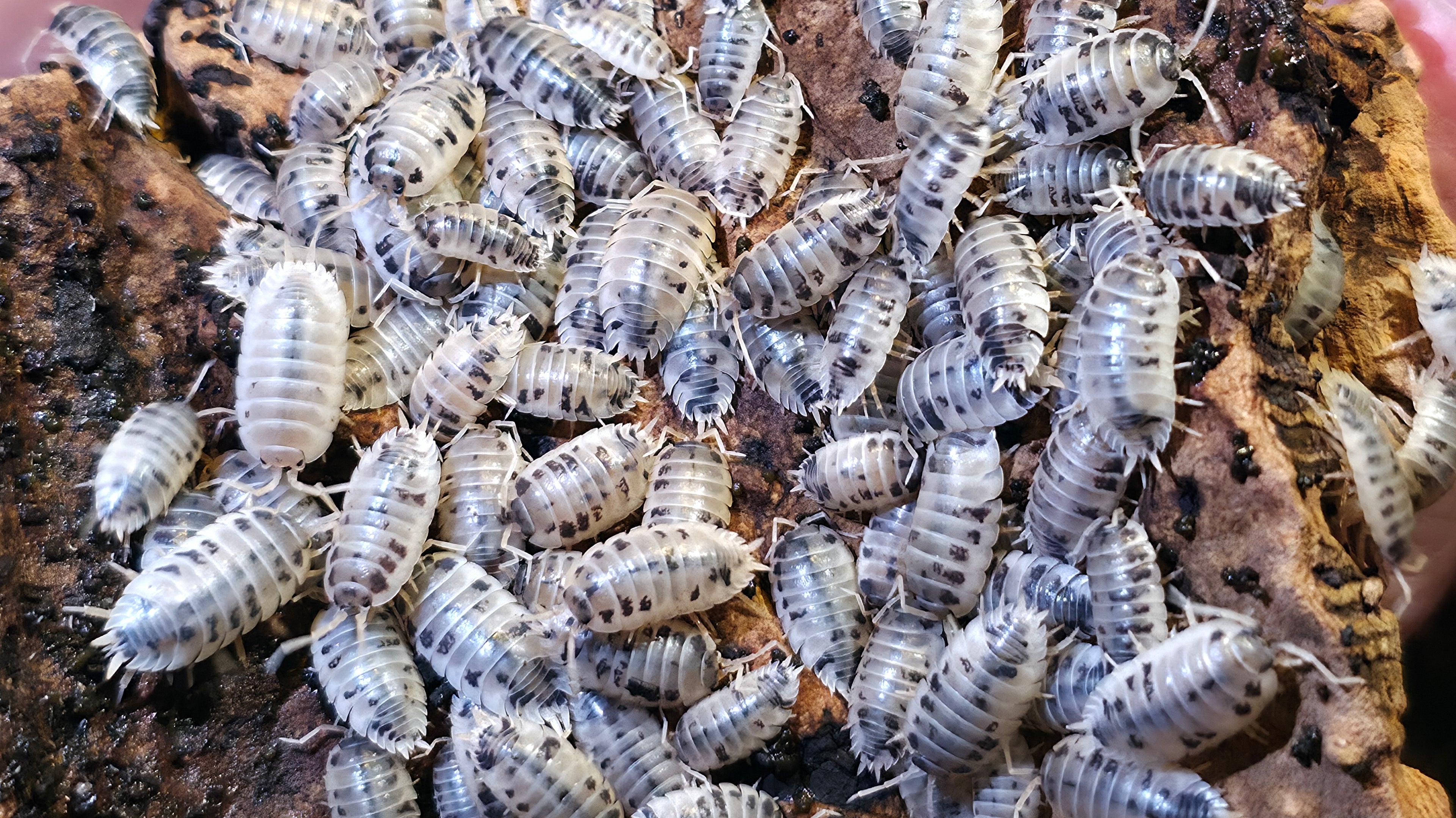 Dairy Cow Isopods (Porcellio laevis)