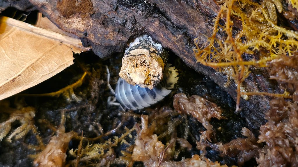 Dairy Cow Isopods (Porcellio laevis)