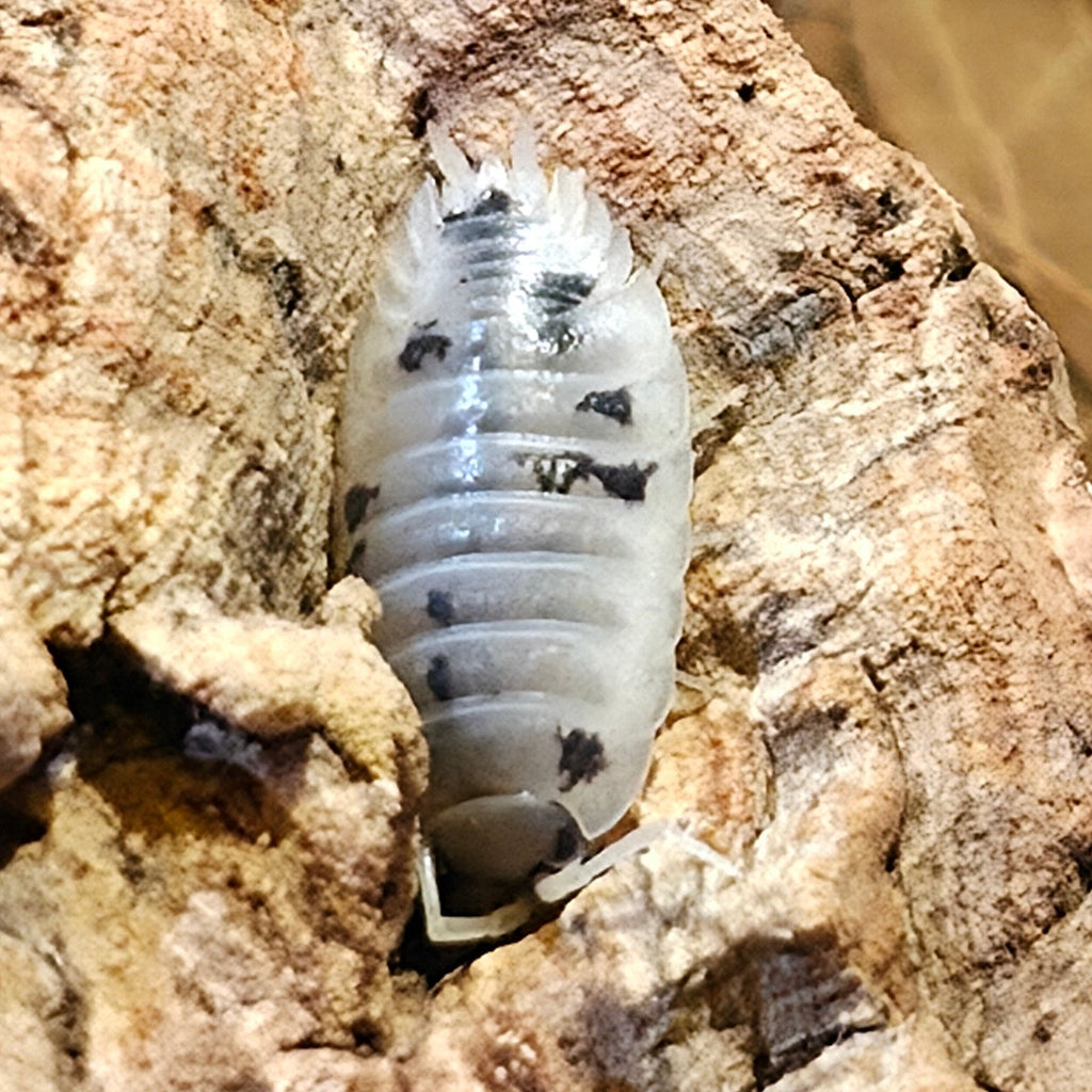 Dairy Cow Isopods (Porcellio laevis)