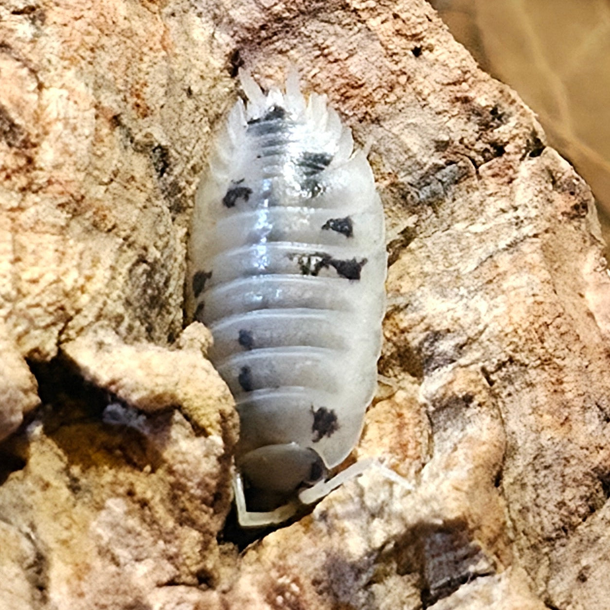 Dairy Cow Isopods (Porcellio laevis)