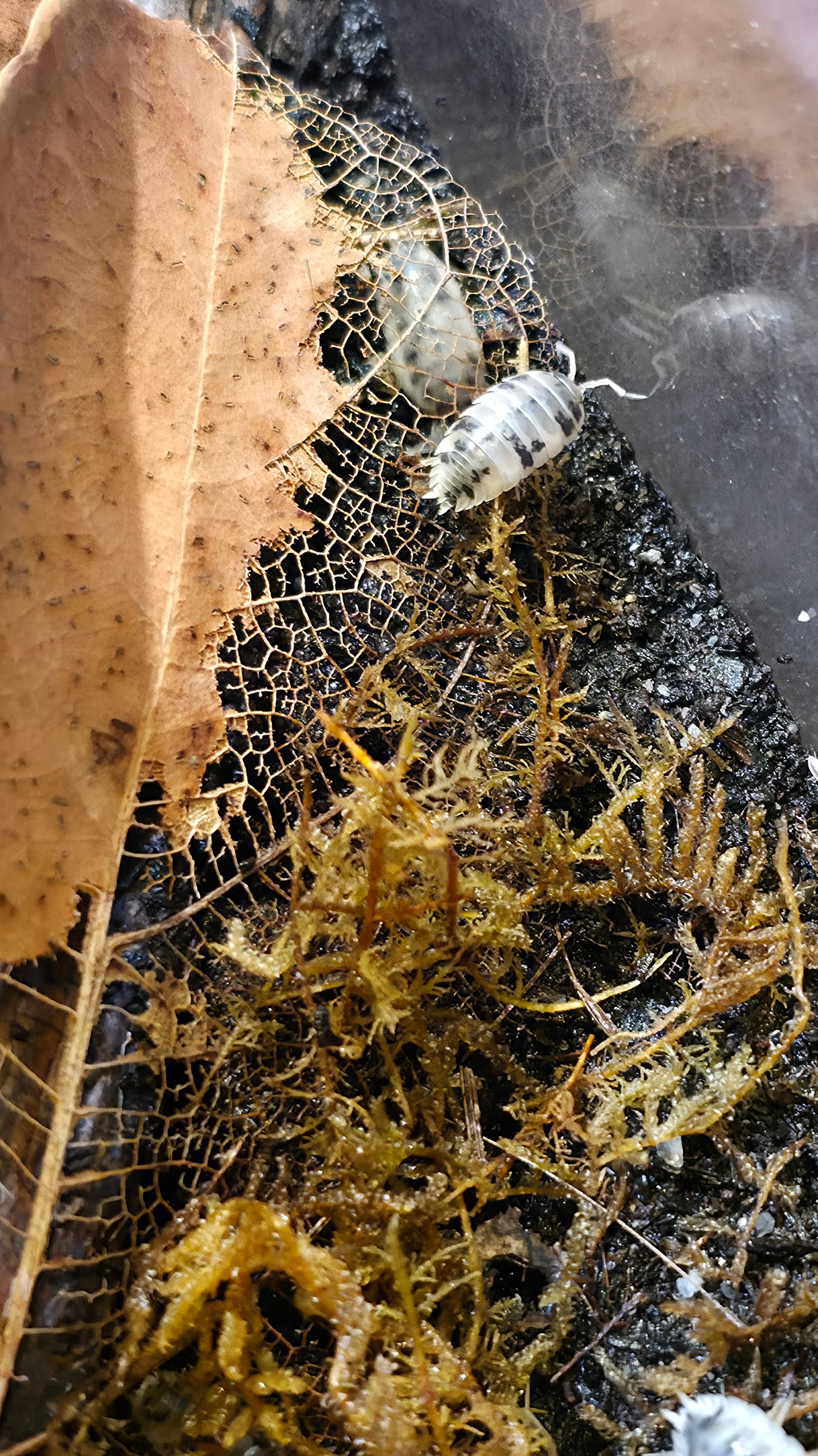Dairy Cow Isopods (Porcellio laevis)