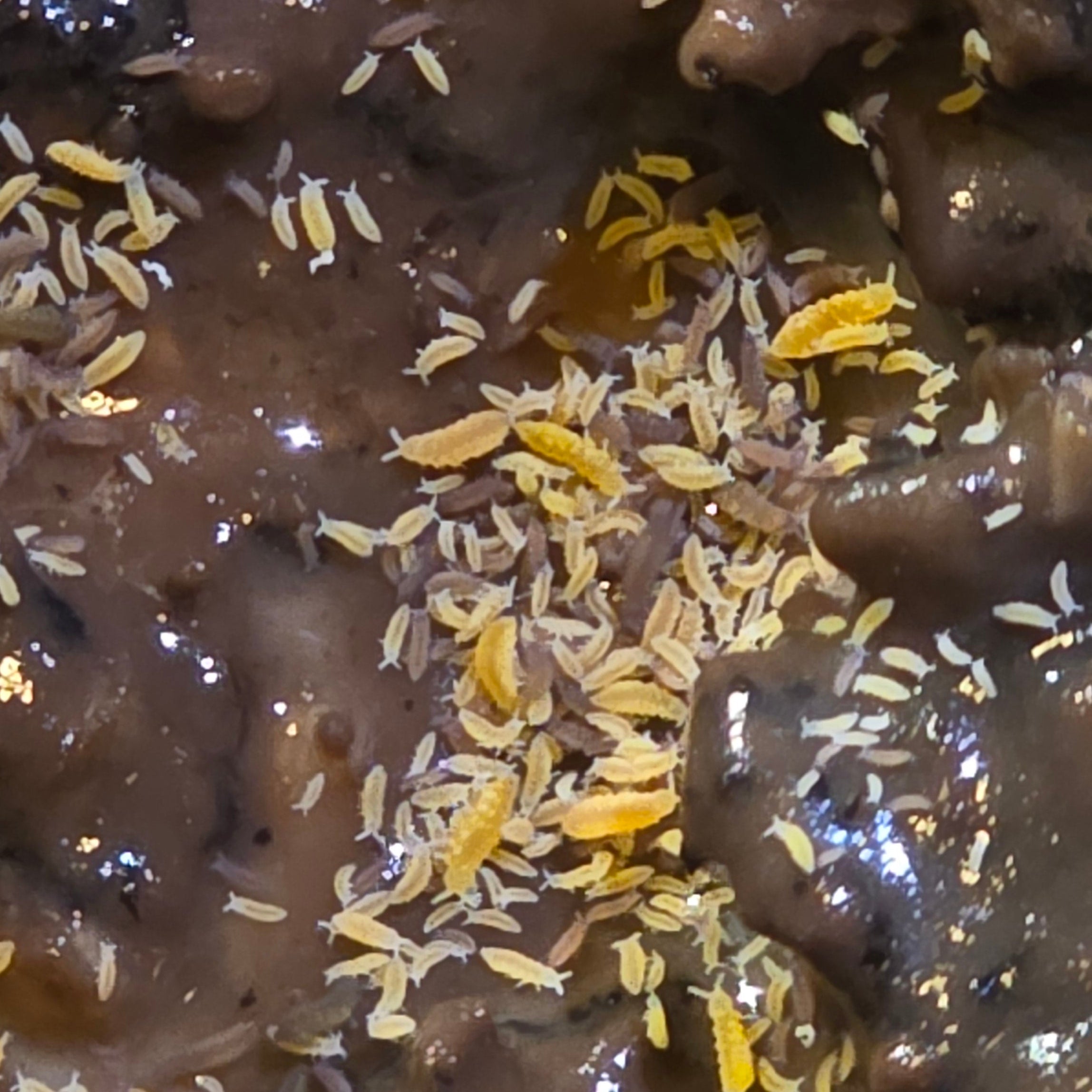 Yellow and Lilac Springtails Mix Master Cultures