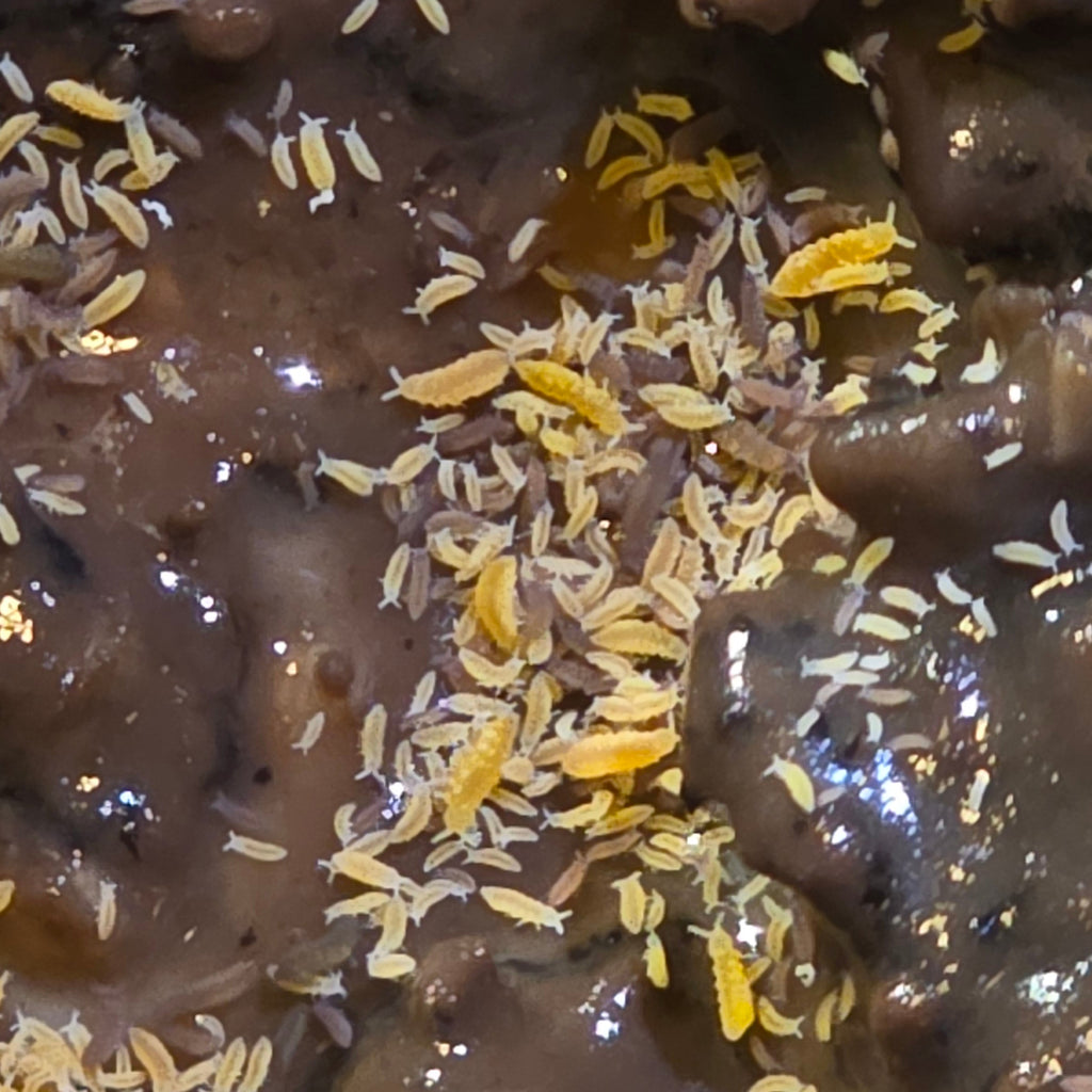Yellow and Lilac Springtails Mix Master Cultures