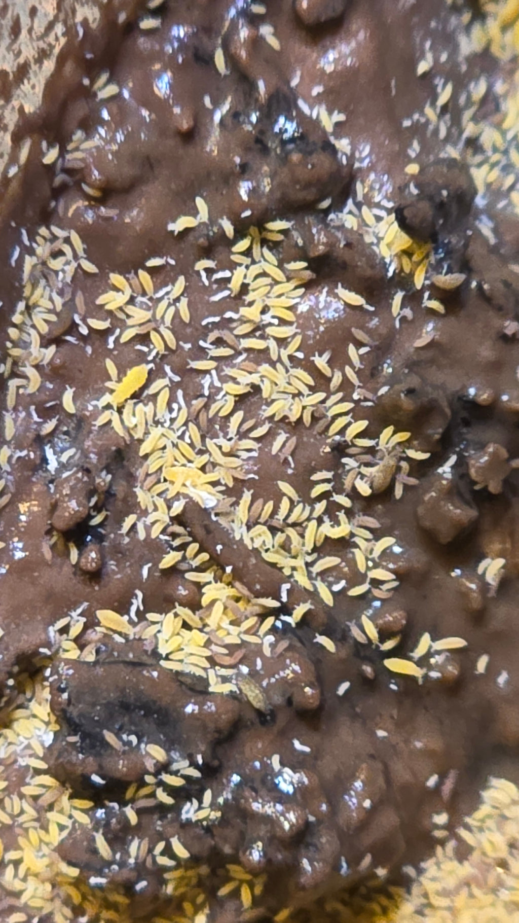 Yellow and Lilac Springtails Mix Master Cultures