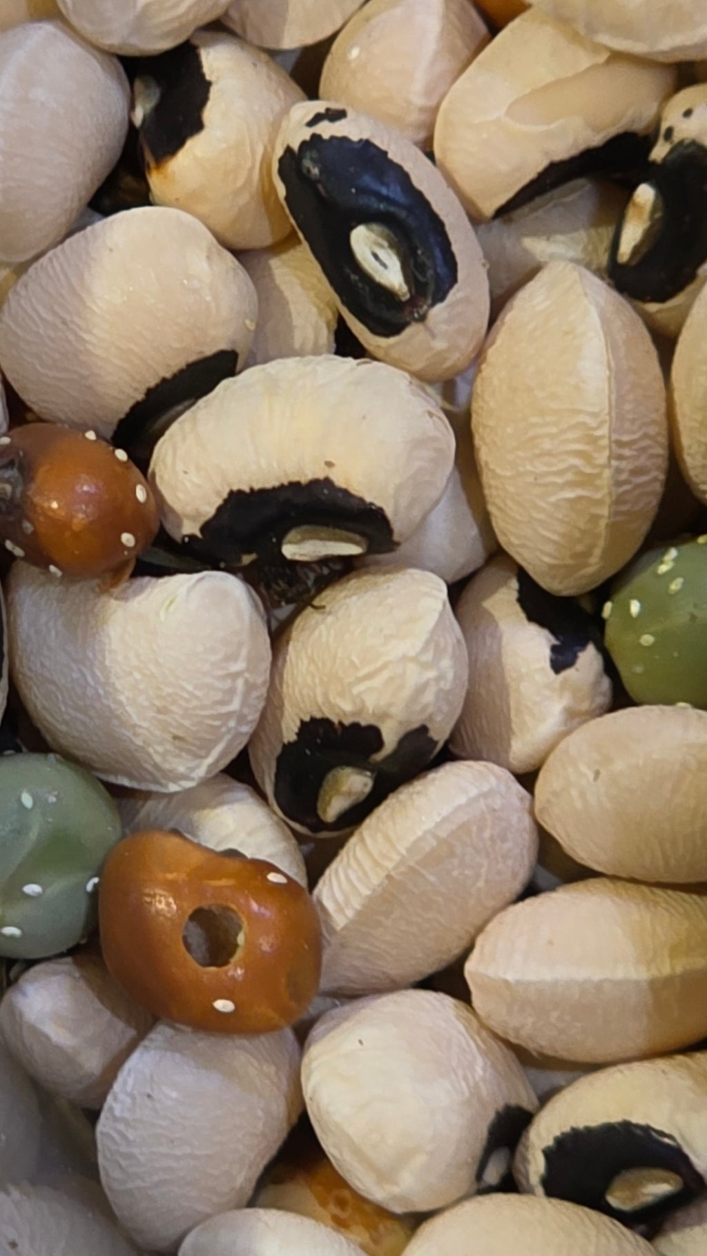 Bean Beetles (callosobruchus maculatus 32oz)