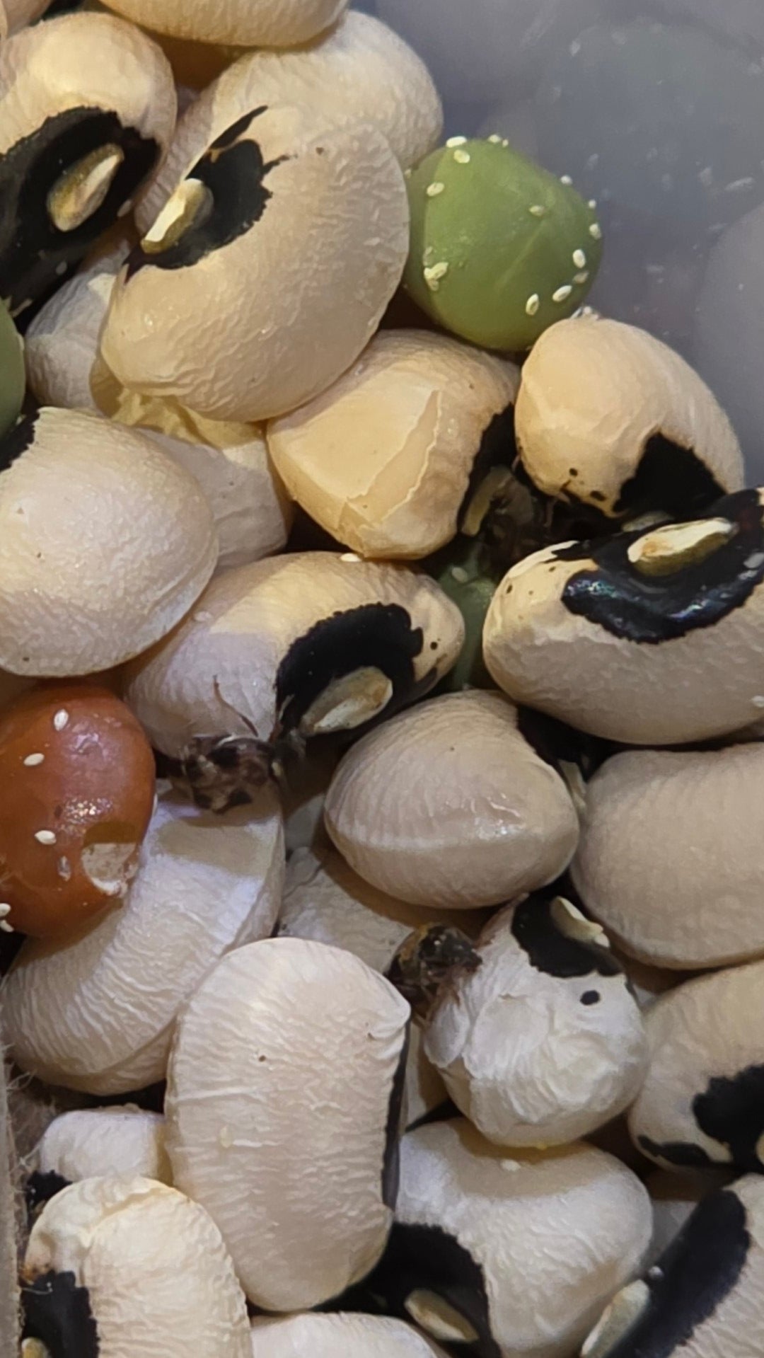 Bean Beetles (callosobruchus maculatus 32oz)