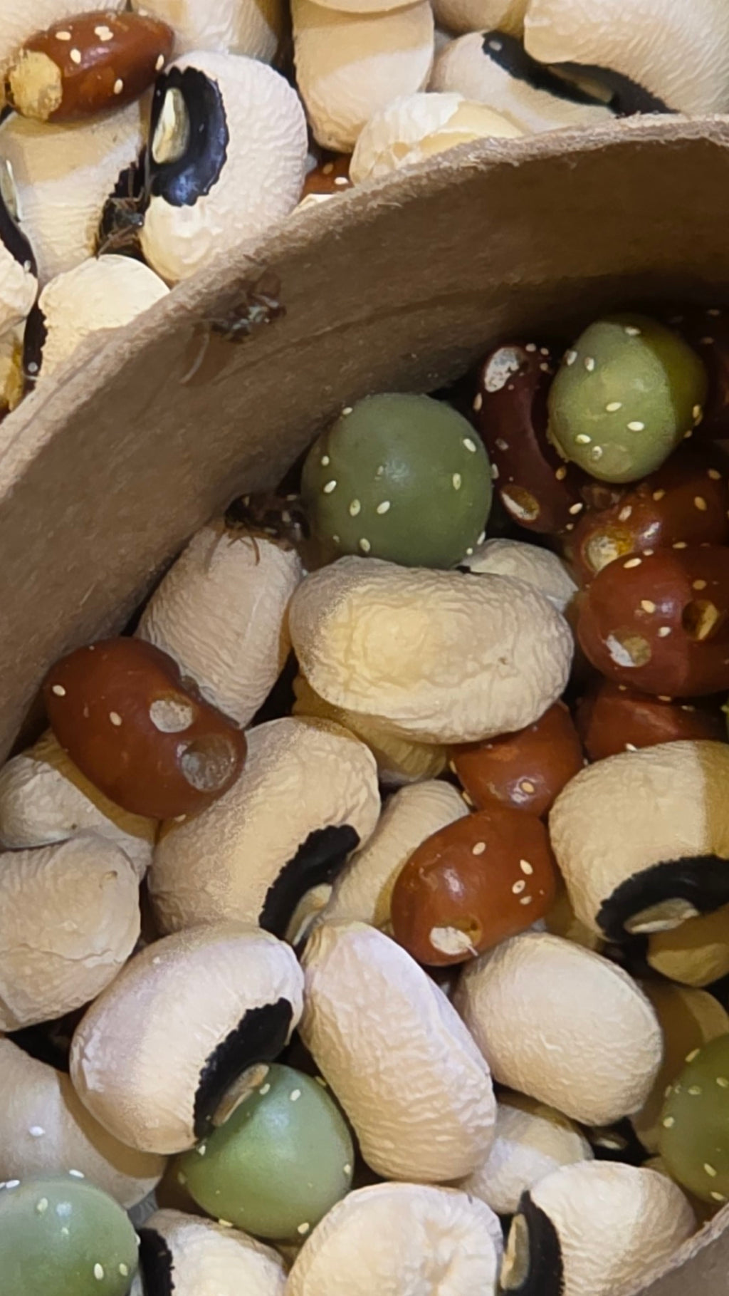 Bean Beetles (callosobruchus maculatus 32oz)