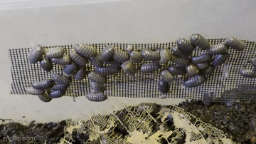 Armadillidium vulgare Isopods (Common Pillbug / Roly-Poly)