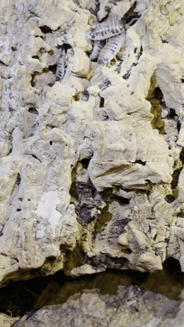 Dairy Cow Isopods (Porcellio laevis)