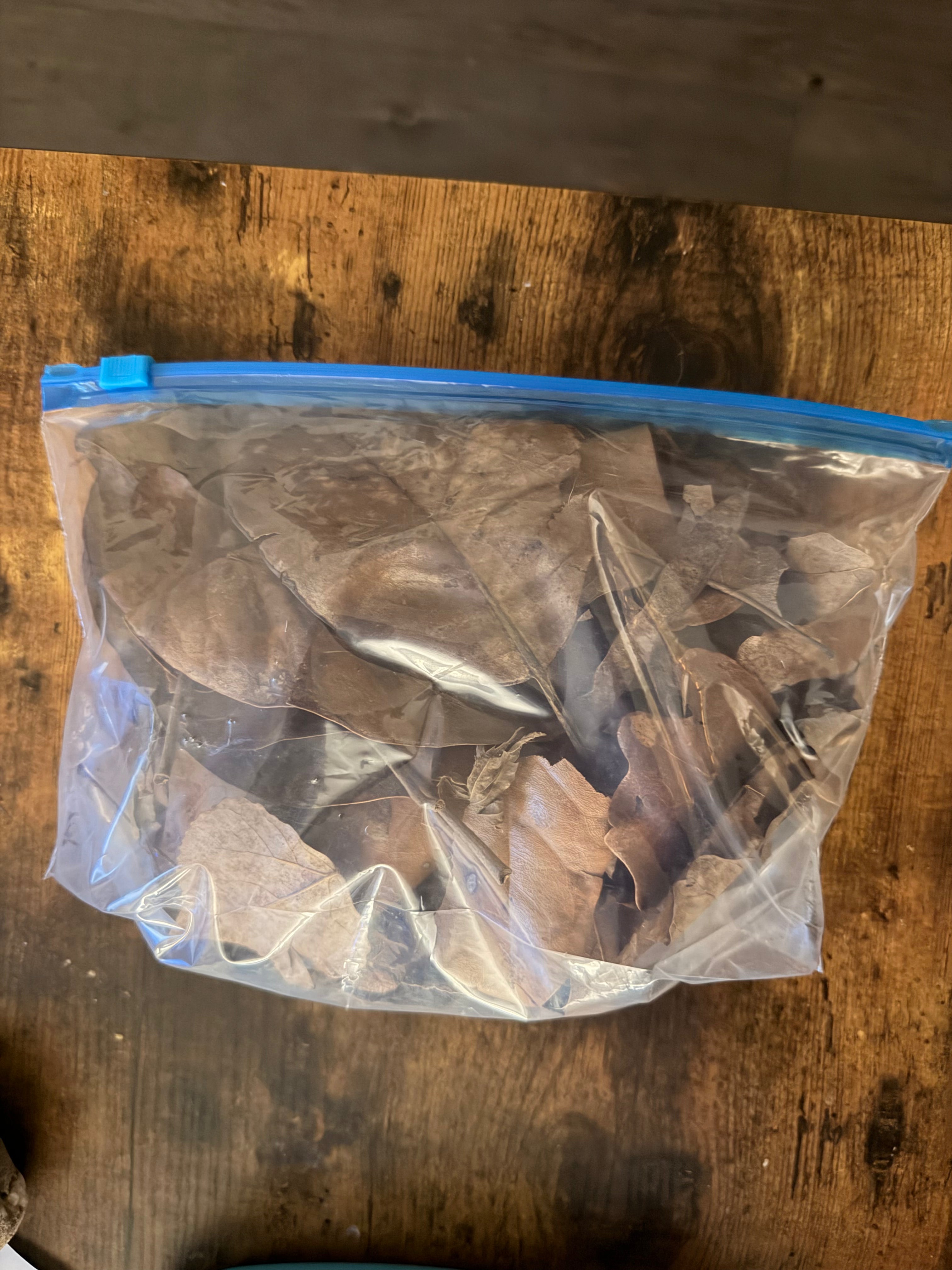 Oak & Magnolia Leaf Litter – 1 Quart Bag