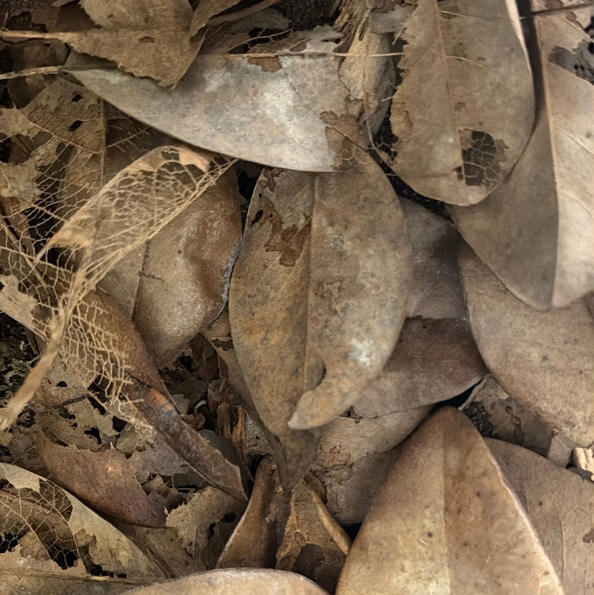 A close-up of dried brown leaves and dark soil, with no visible product, packaging, person, or environment beyond the natural material itself.