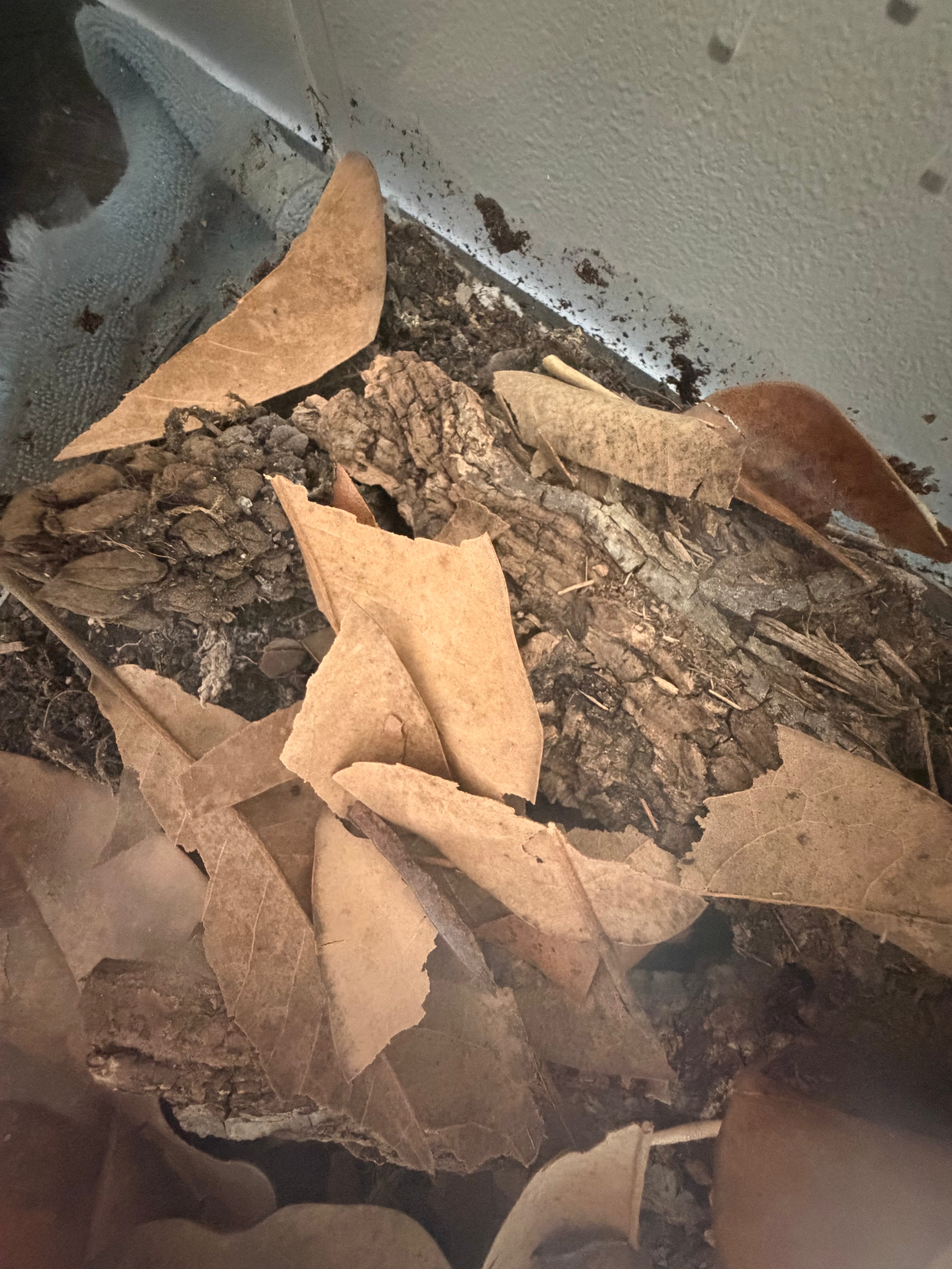Oak & Magnolia Leaf Litter – 1 Quart Bag