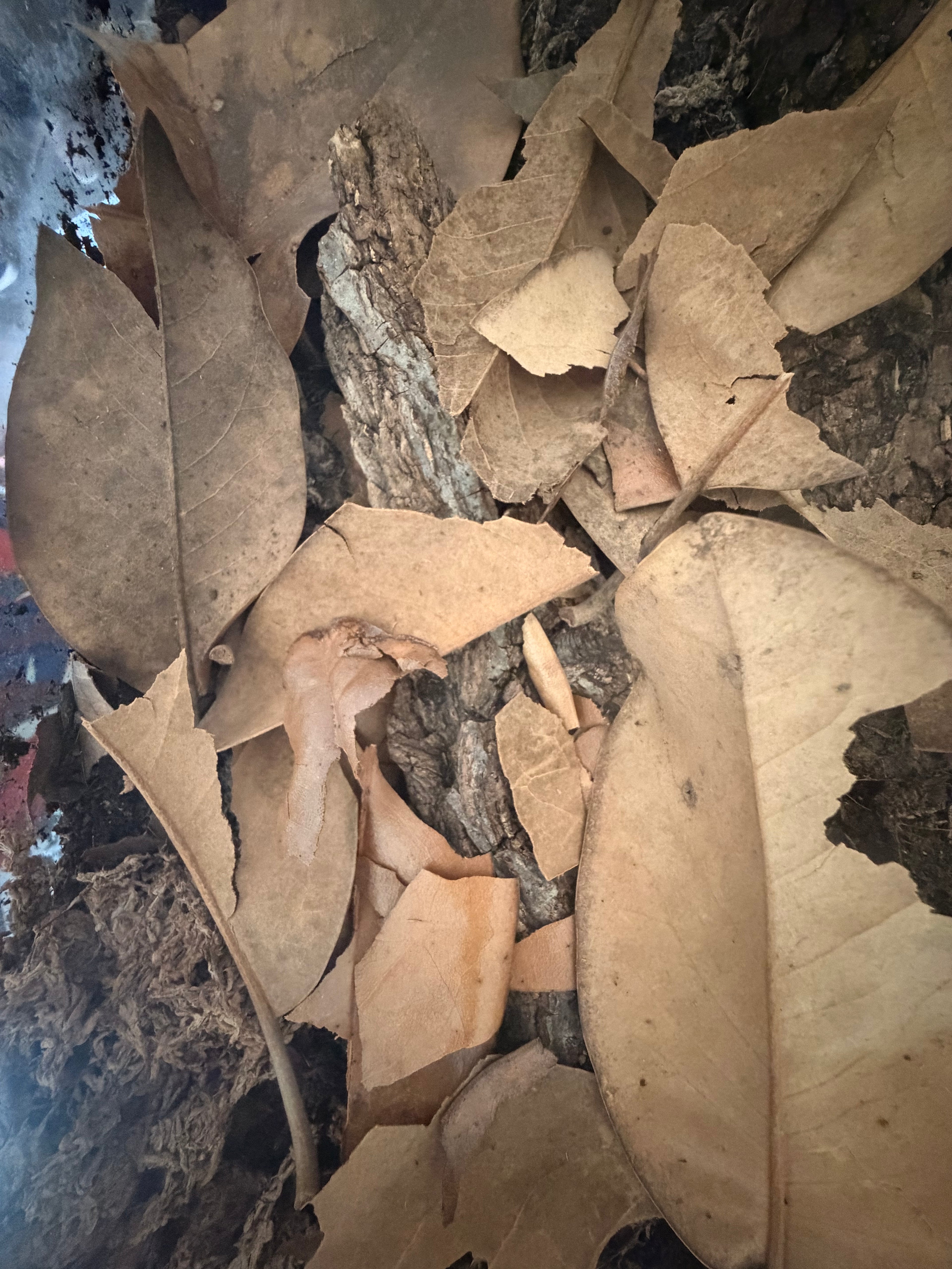 Oak & Magnolia Leaf Litter – 1 Quart Bag