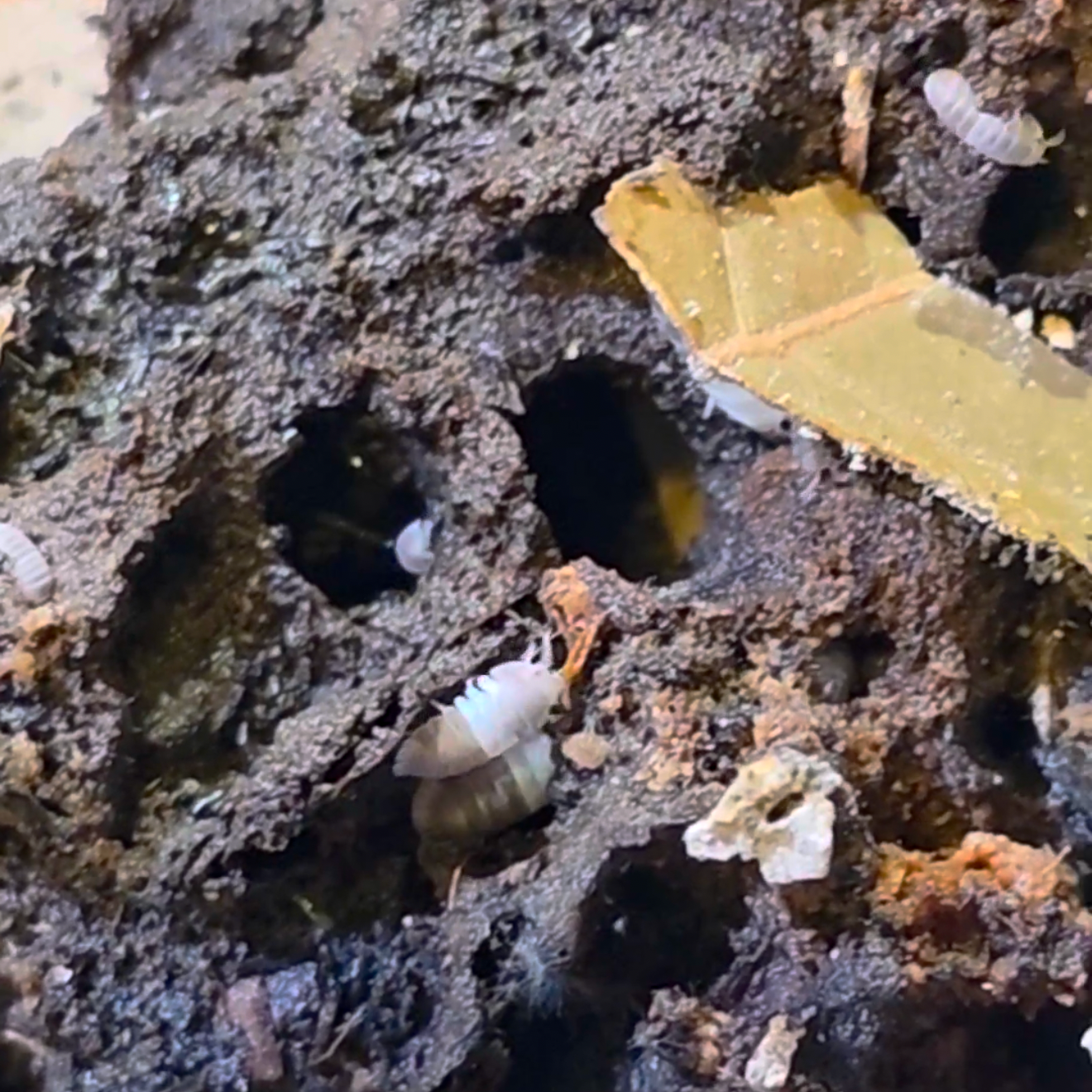 Panda King Isopods (Cubaris Sp.)