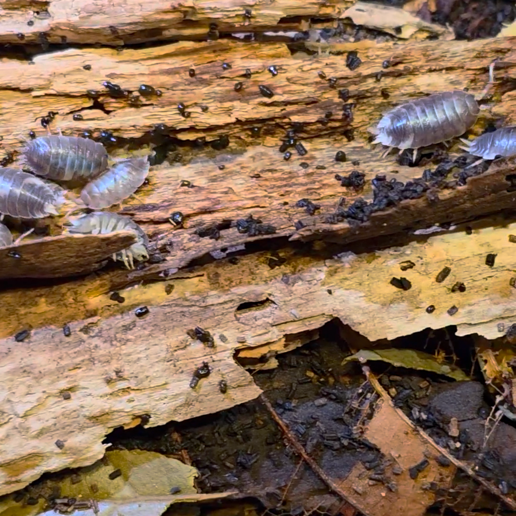Milkback Isopods (Porcellio laevis)