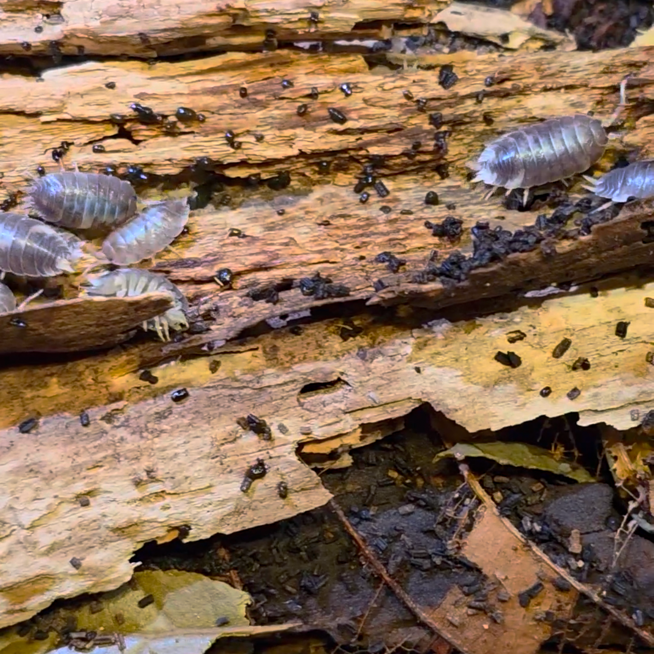 Milkback Isopods (Porcellio laevis)