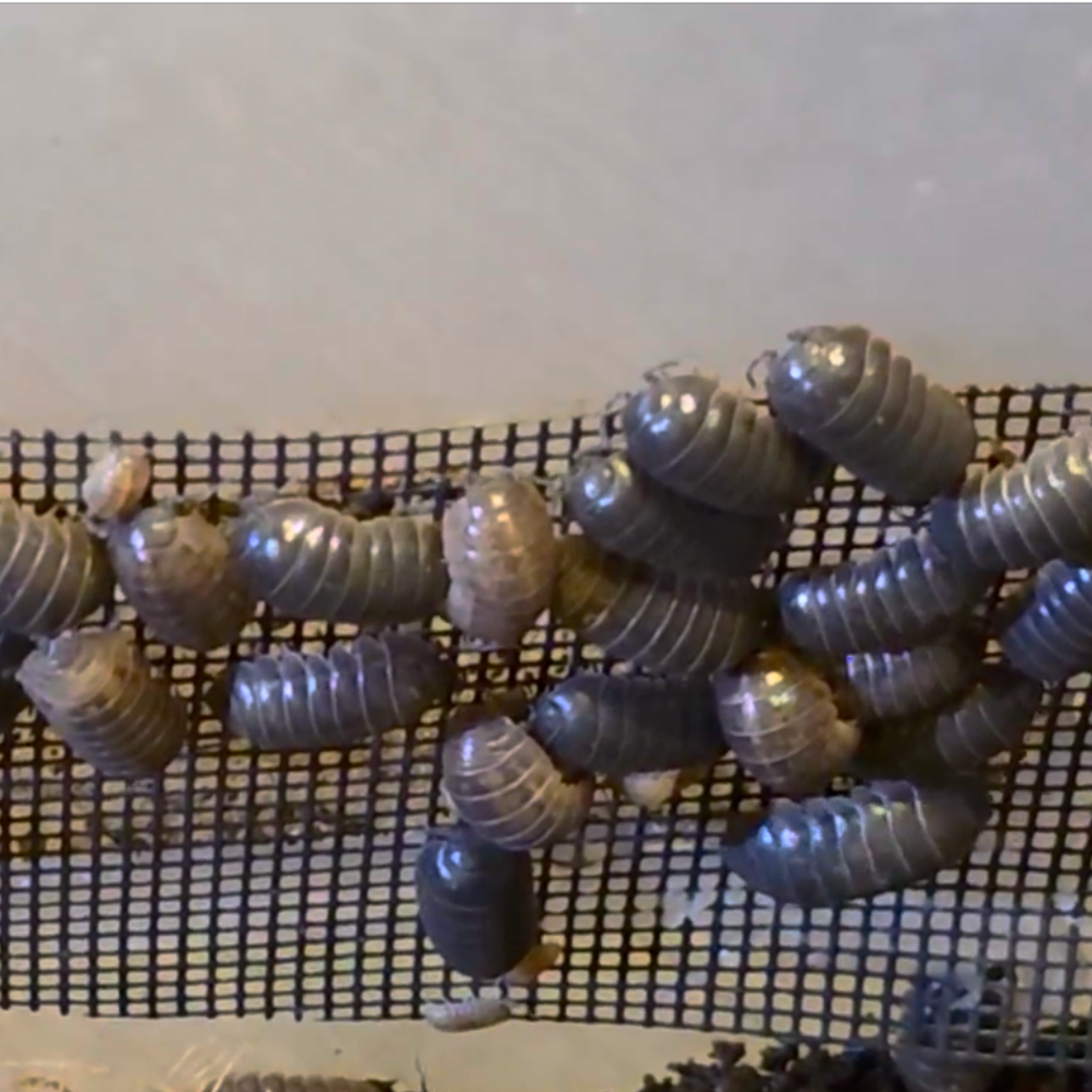 Common Pillbug / Roly-Poly (Armadillidium vulgare)