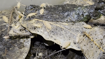 Powder Orange/Blue Mix Isopods (Porcellionides pruinosus)