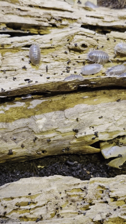 Milkback Isopods (Porcellio laevis)