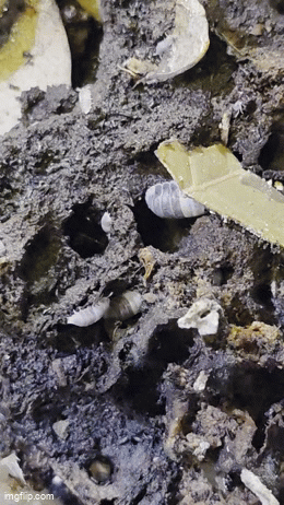 Panda King Isopods (Cubaris Sp.)