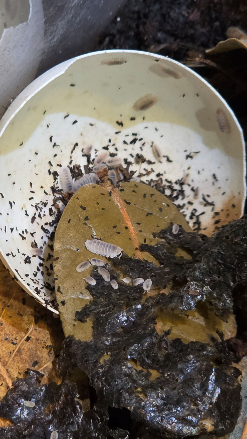 Papaya Isopods (Porcellio laevis “Papaya”) - New Launch Sale 25% OFF