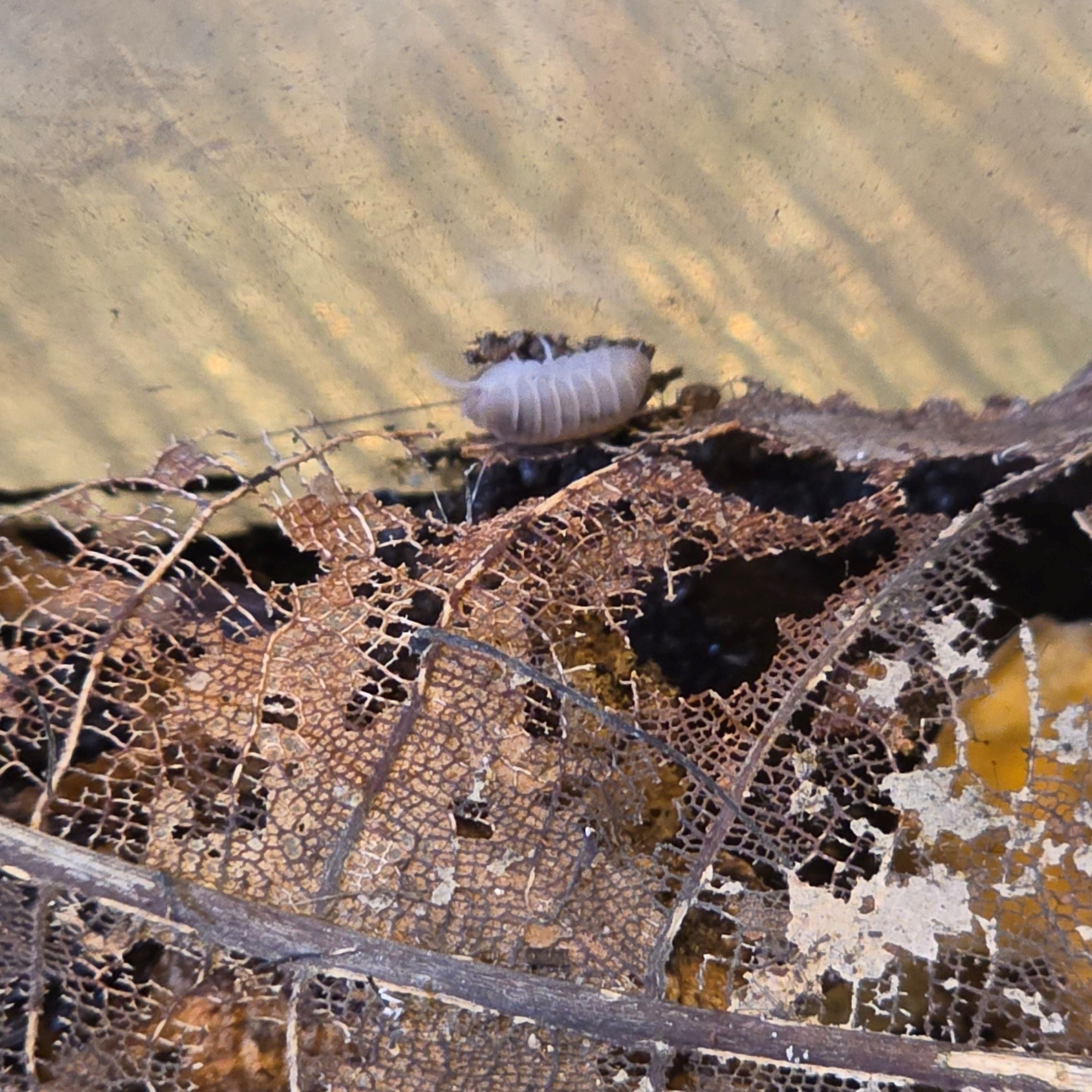 Papaya Isopods (Porcellio laevis “Papaya”) - New Launch Sale 25% OFF
