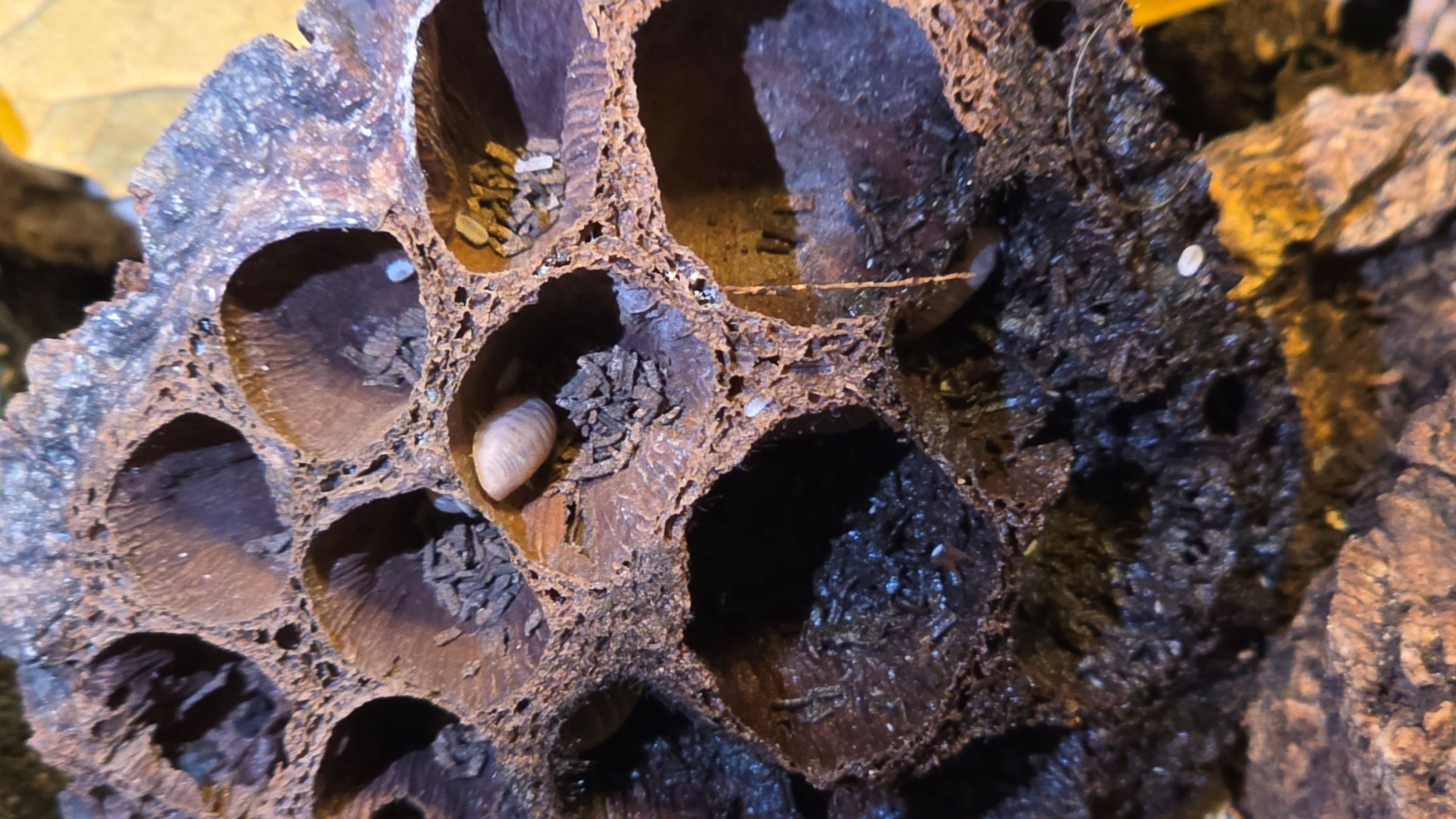 Papaya Isopods (Porcellio laevis “Papaya”) - New Launch Sale 25% OFF