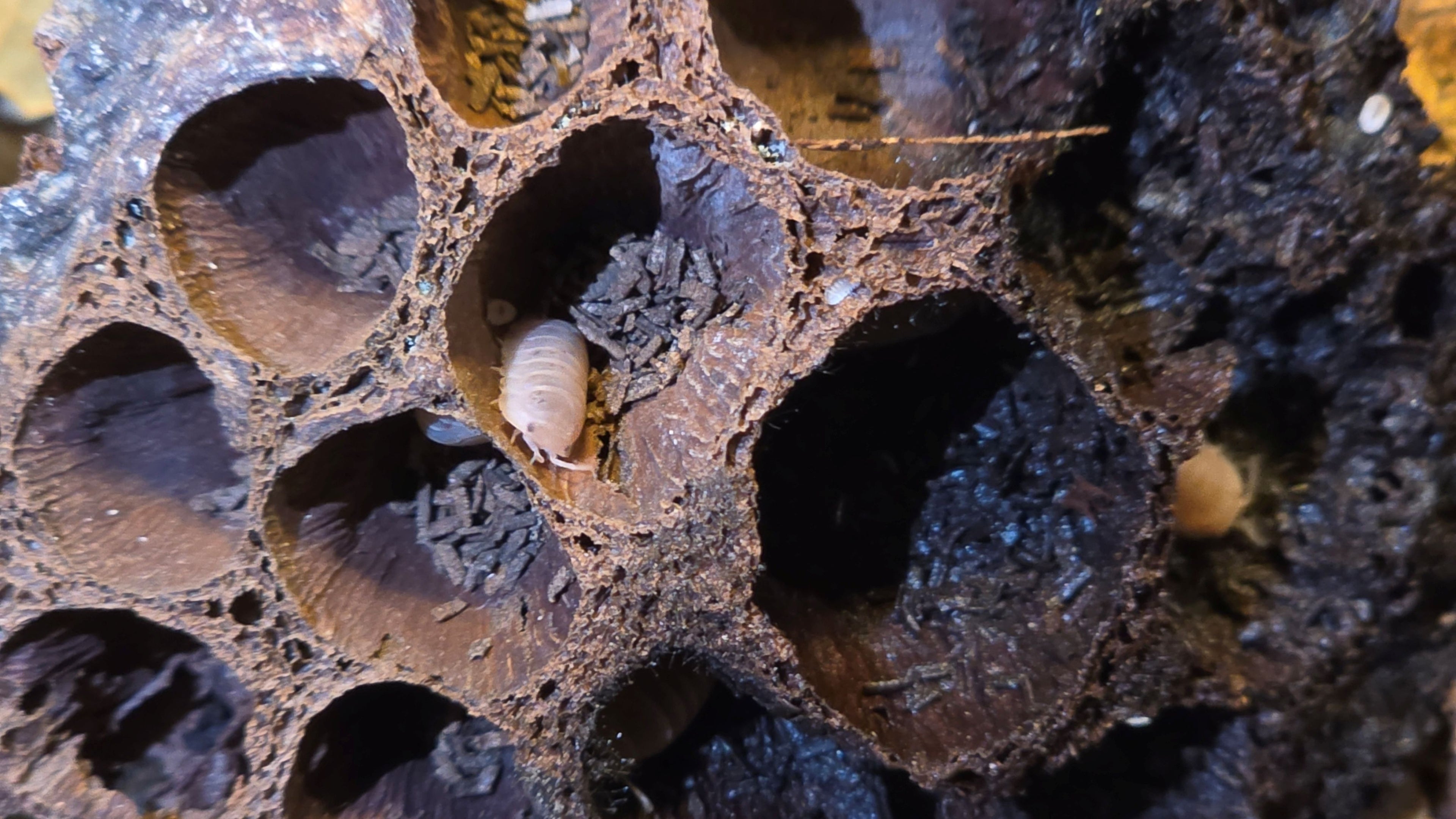 Papaya Isopods (Porcellio laevis “Papaya”) - New Launch Sale 25% OFF