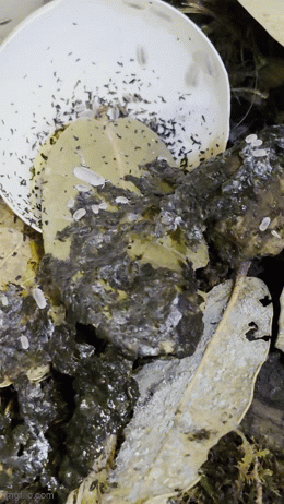 Papaya Isopods (Porcellio laevis “Papaya”) - New Launch Sale 25% OFF