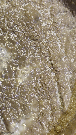 Collembola Sp. Temperate Springtails