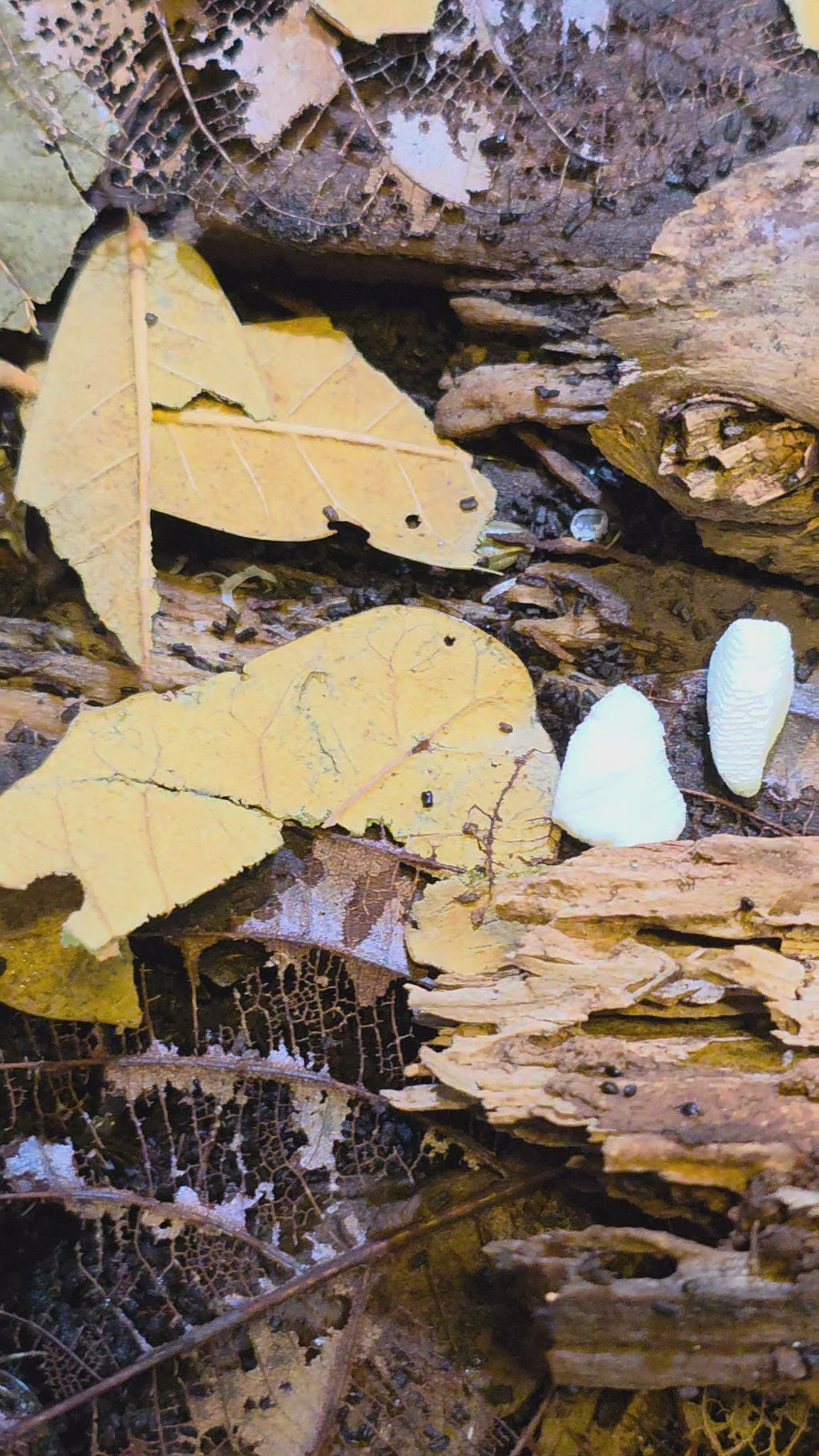 Milkback Isopods (Porcellio laevis)