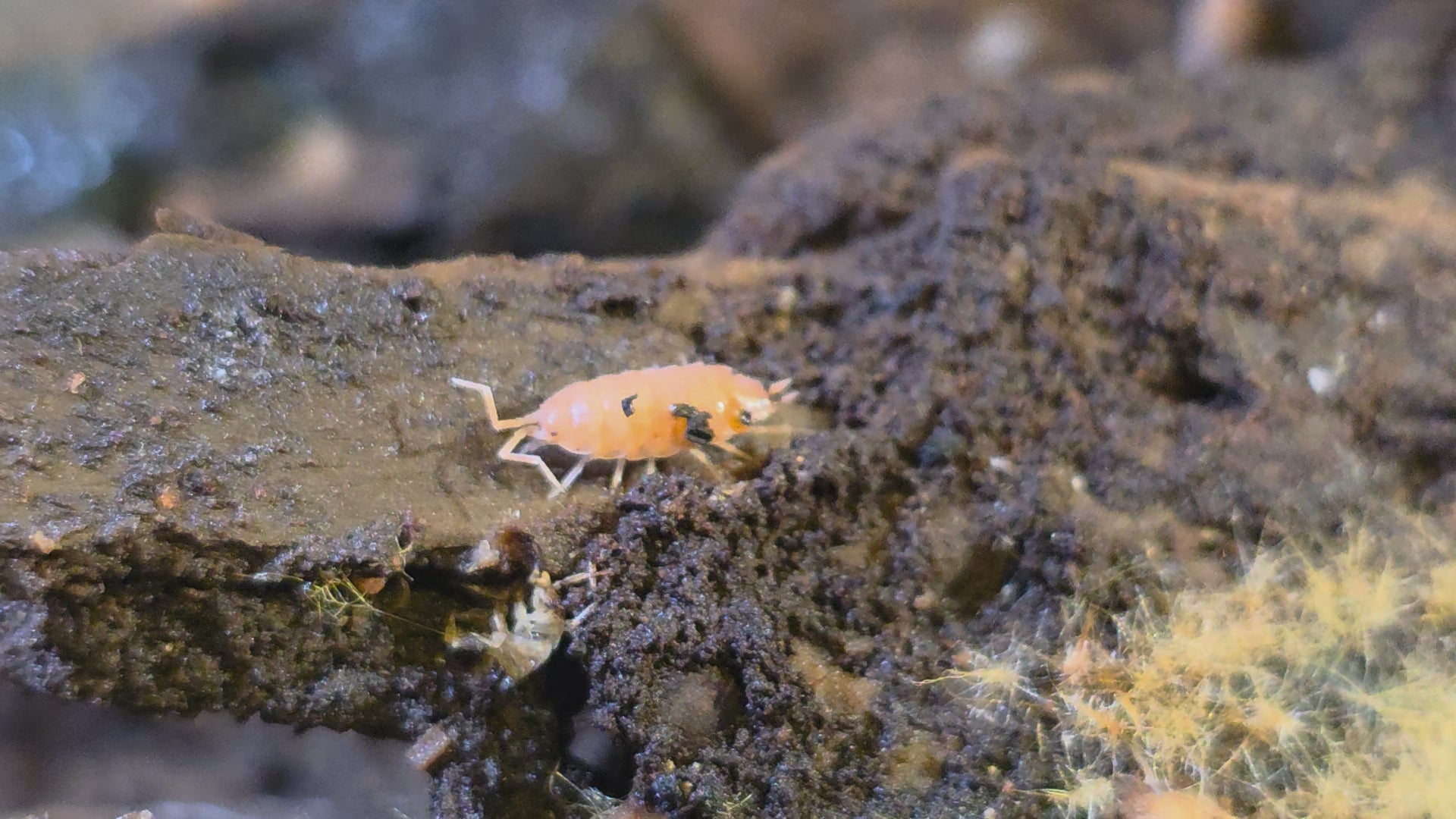 Powder Orange/Blue Mix Isopods (Porcellionides pruinosus)