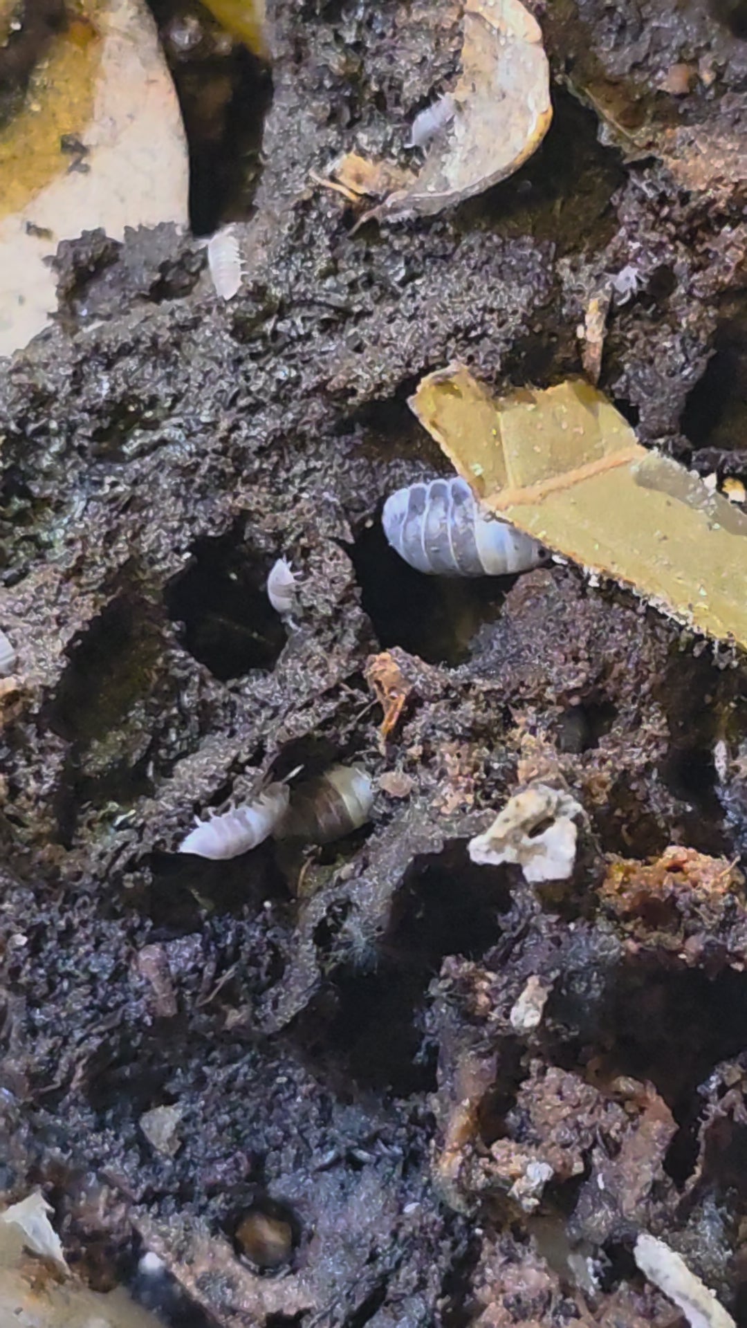 Panda King Isopods (Cubaris Sp.)