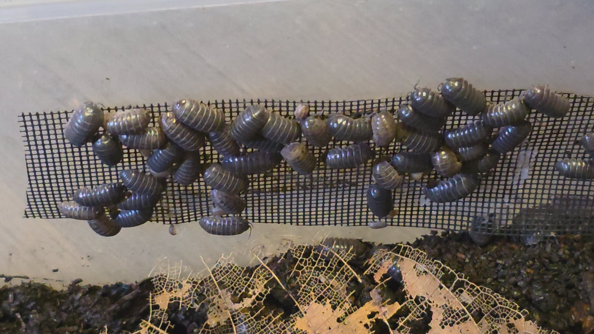 Armadillidium vulgare Isopods (Common Pillbug / Roly-Poly)