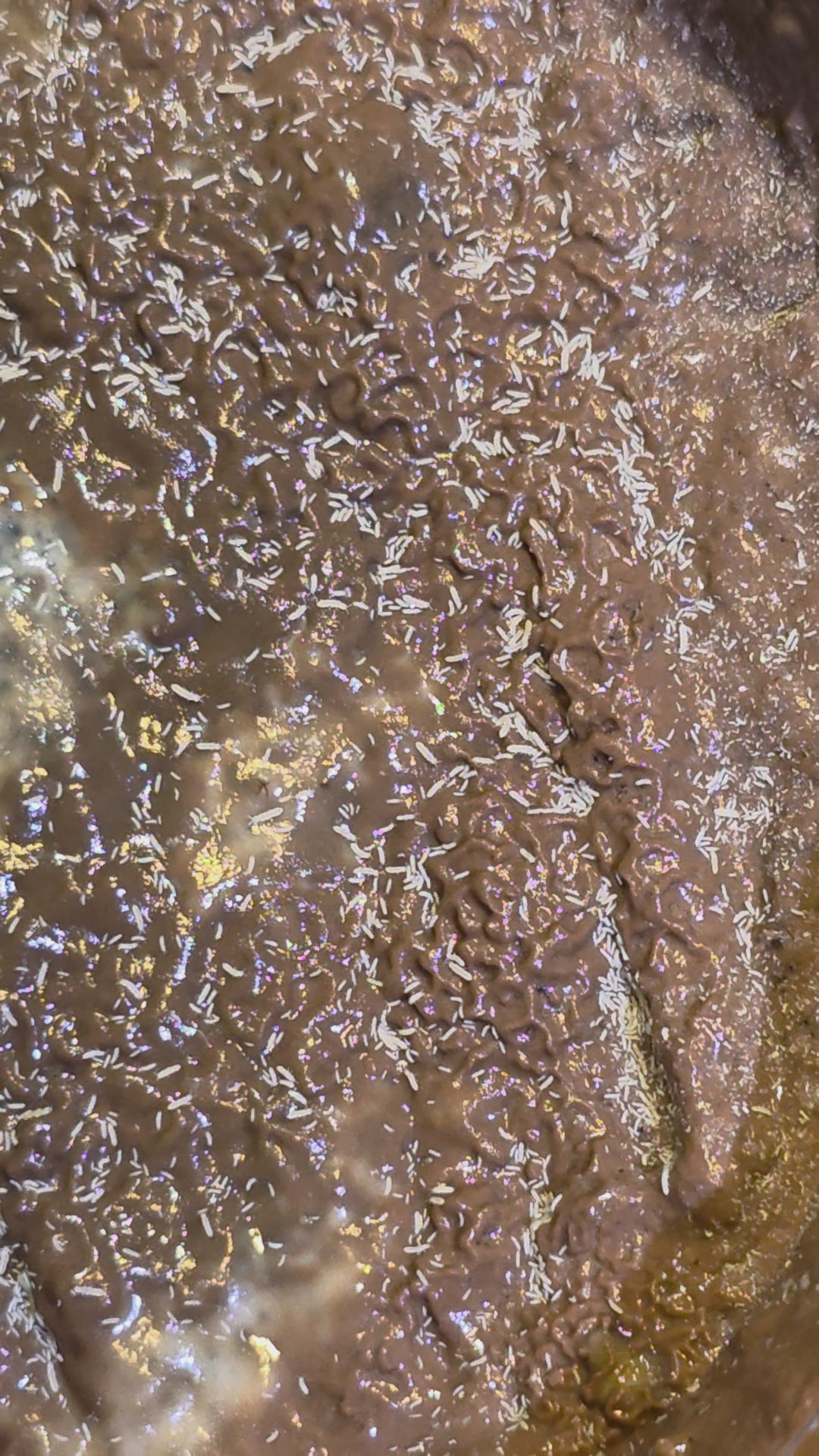 Collembola Sp. Temperate Springtails