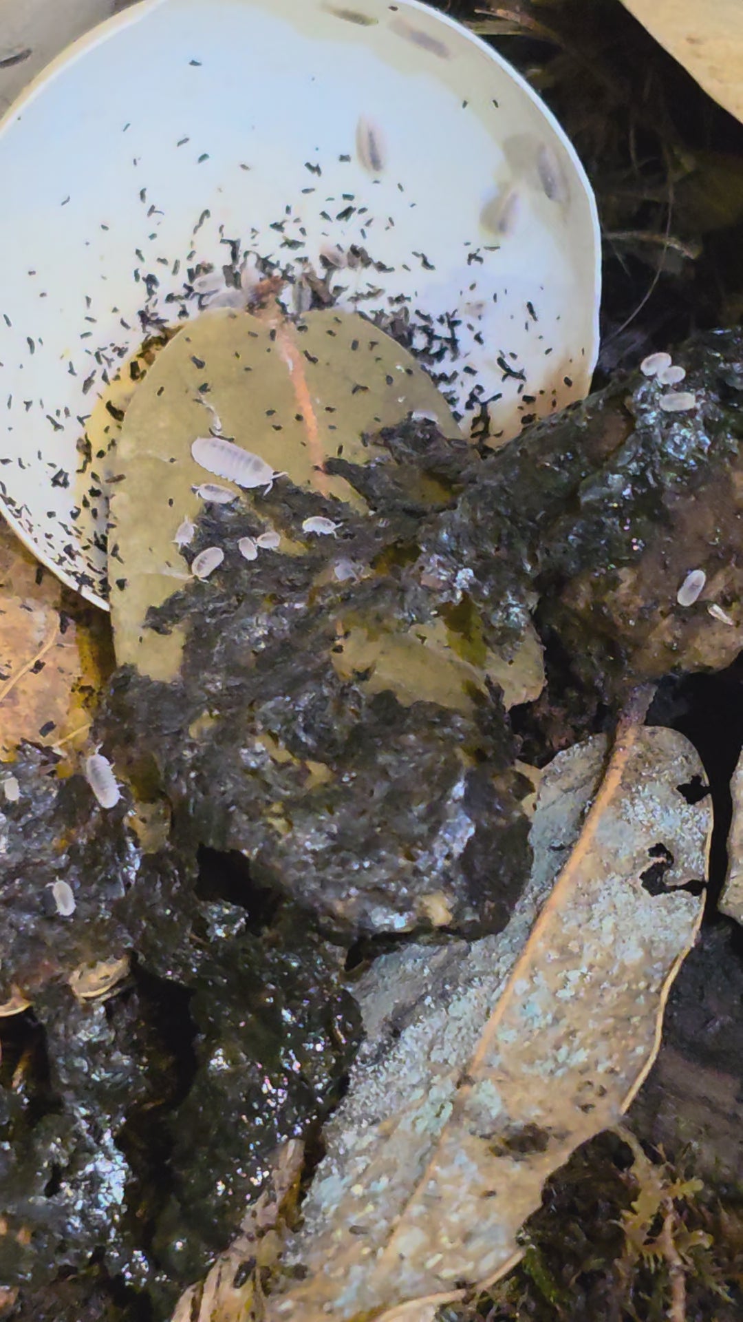 Papaya Isopods (Porcellio laevis “Papaya”) - New Launch Sale 25% OFF